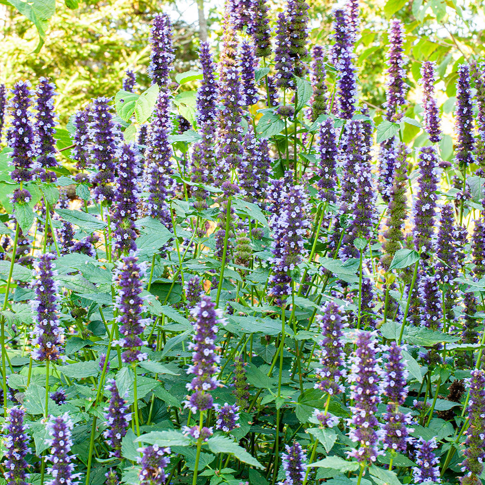 Agastache 'Little Adder' - S1