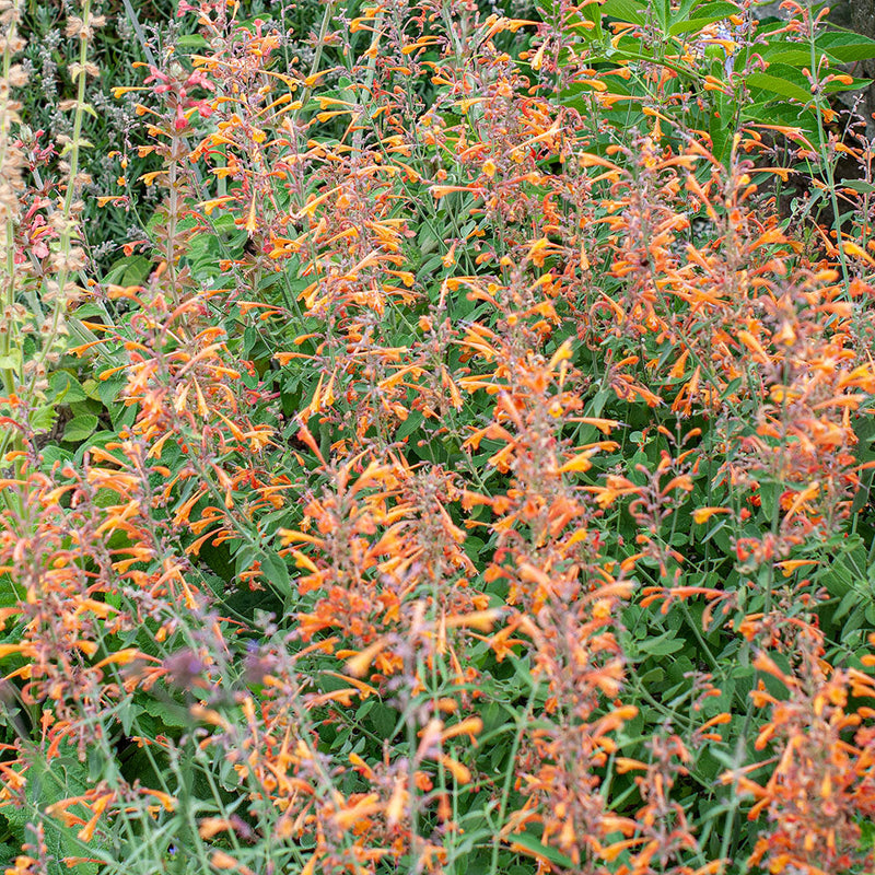 
  



Agastache 'Coronado®' 
