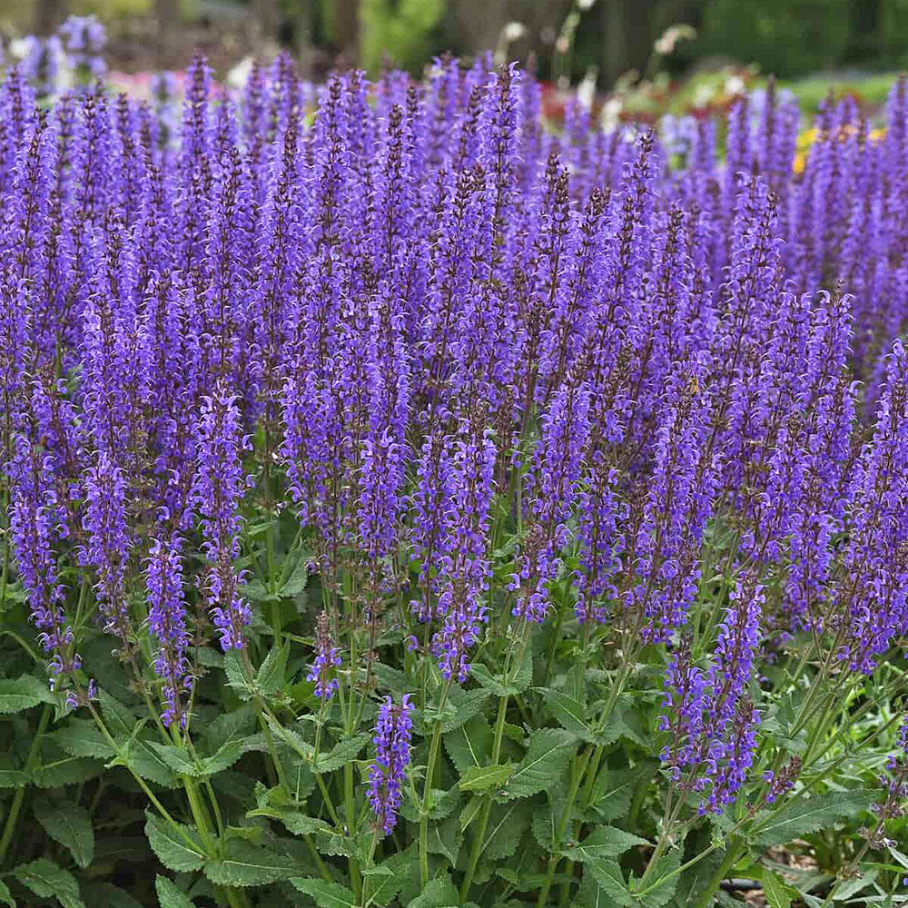 Salvia 'Blue By You' - S1