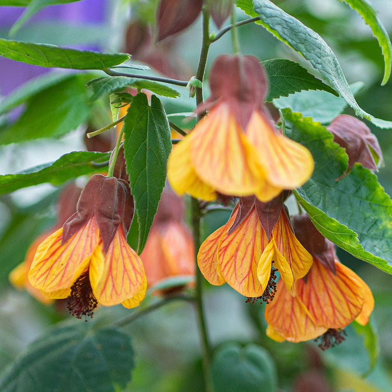 
  



Abutilon 'Orange Hot Lava' 
