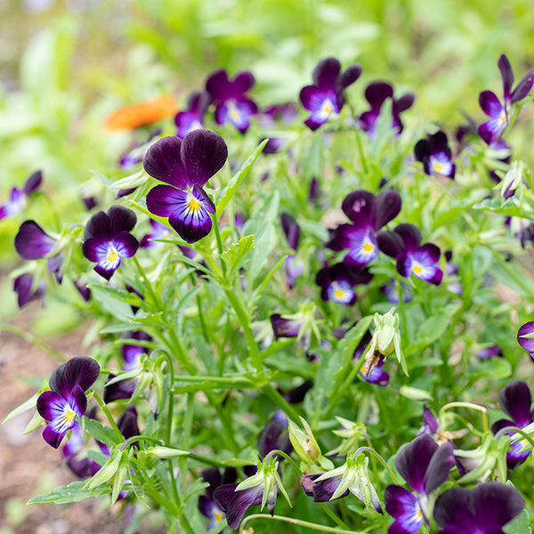 
    



Viola 'King Henry'
