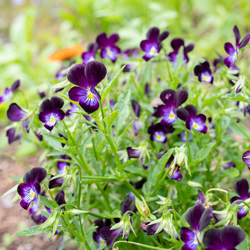 
  



Viola 'King Henry'
