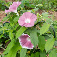 
    



Morning Glory 'Morning Call Chocolate'
