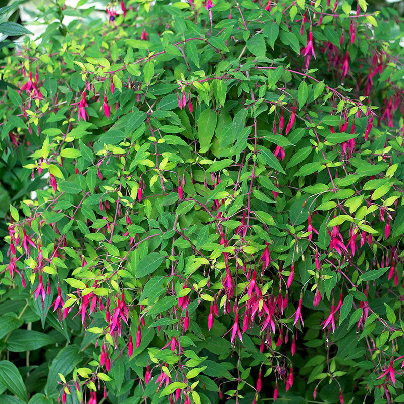 Fuchsia 'Riccartonii' - S1