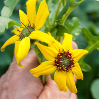 Chocolate Daisy