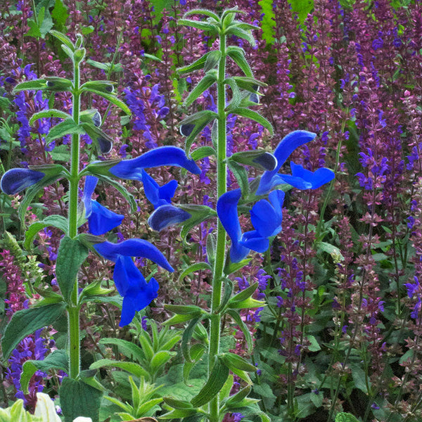 
    



Salvia - Gentian Sage 'Oxford Blue'
