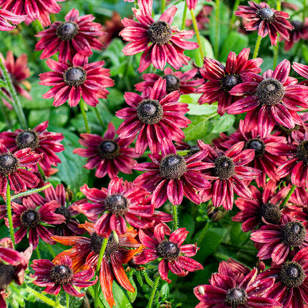 
    



Rudbeckia 'Cherry Brandy'
