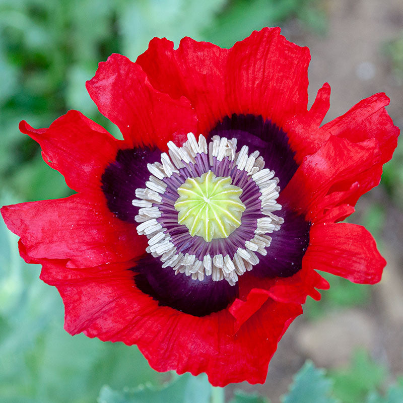 Poppy 'Cherry Glow' Organic