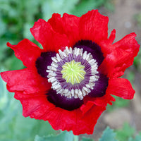 
    



Poppy 'Cherry Glow' Organic
