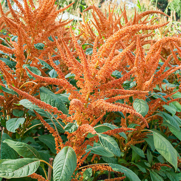 
    



Amaranth 'Chinese Giant Orange' Organic
