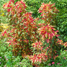 Amaranth 'Joseph's Coat'