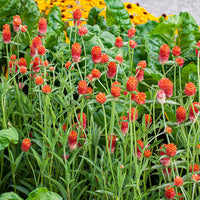 Globe Amaranth 'QIS® Orange'