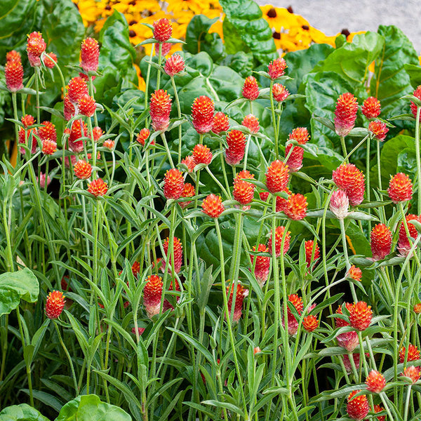 
    



Globe Amaranth 'QIS® Orange'
