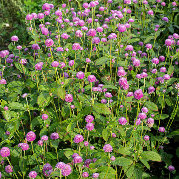 
    



Globe Amaranth 'QIS® Pink'
