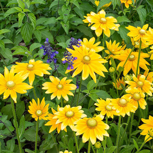 
    



Rudbeckia 'Prairie Sun'
