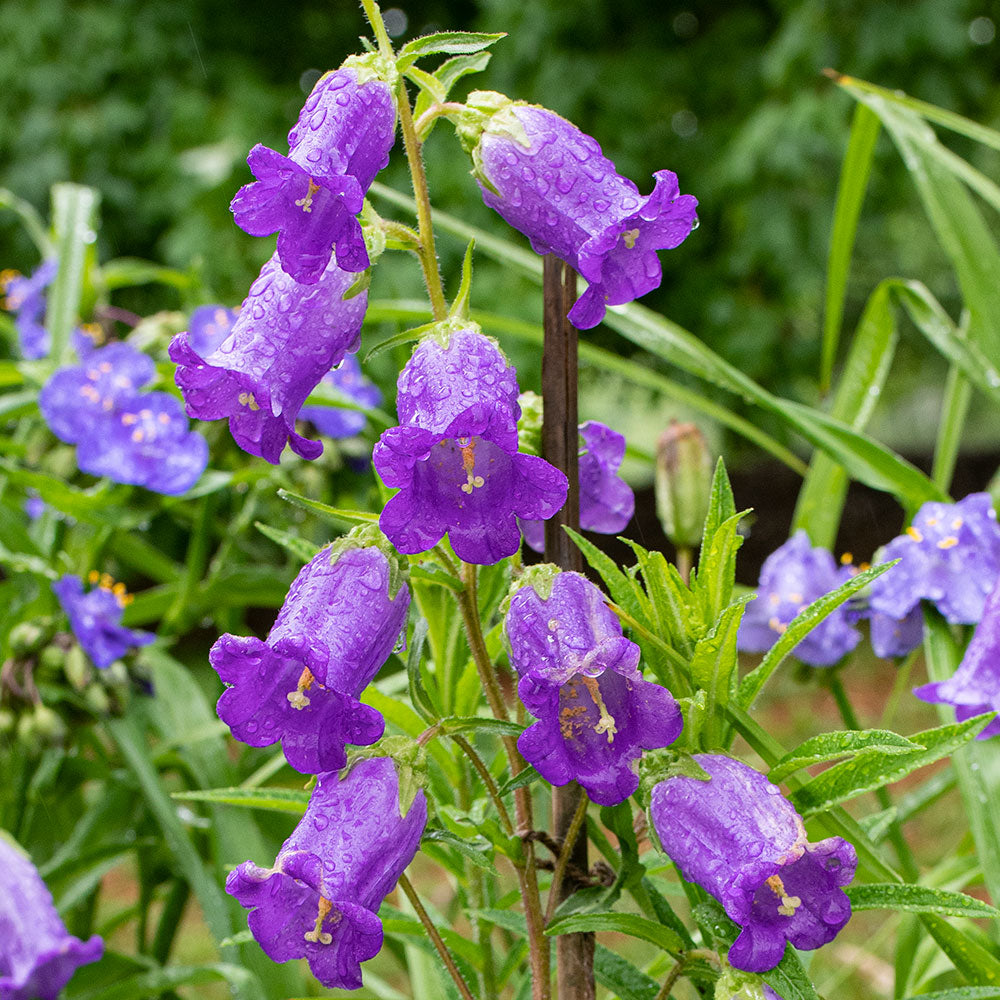Campanula Seeds