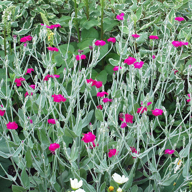 Rose Campion Seeds