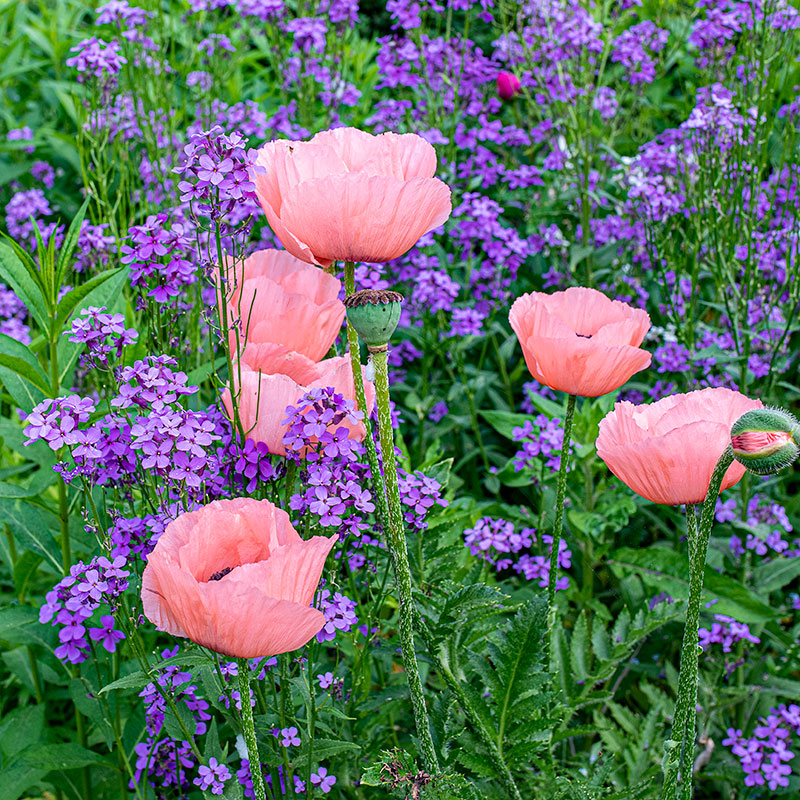 Perennial Seeds & Plants
