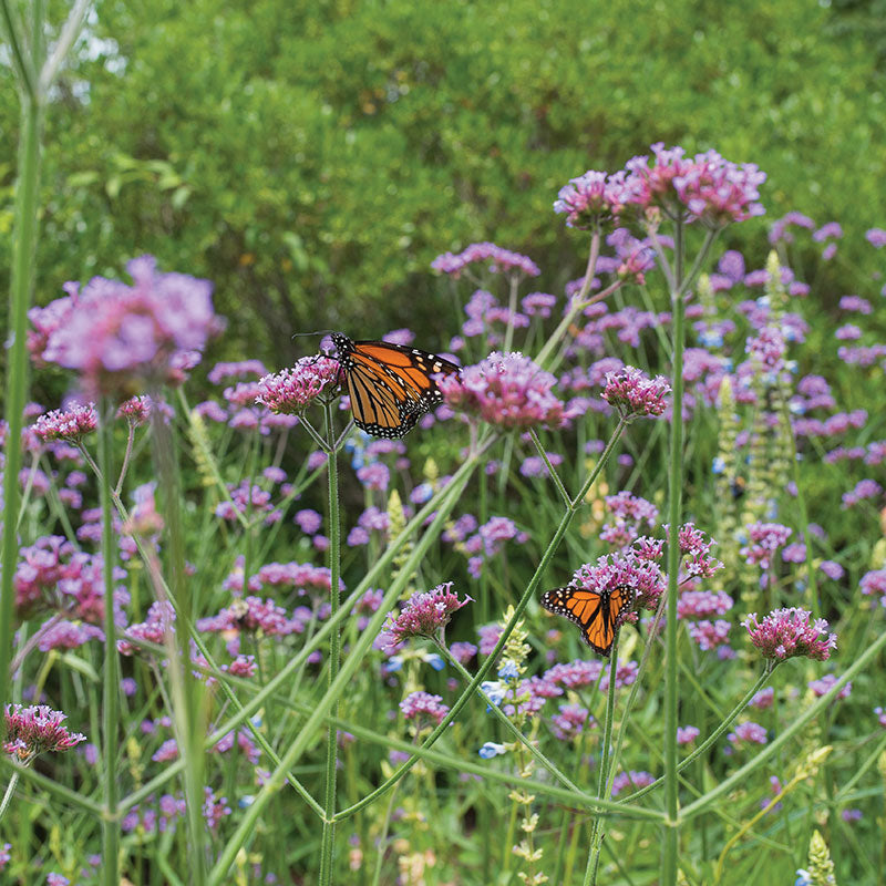 Verbena Plants