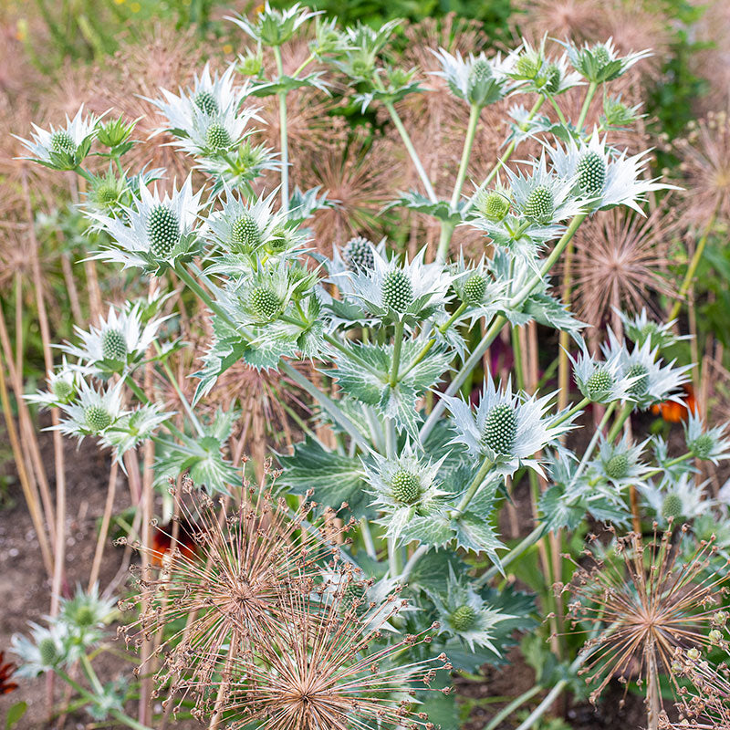 Drought Tolerant Seeds