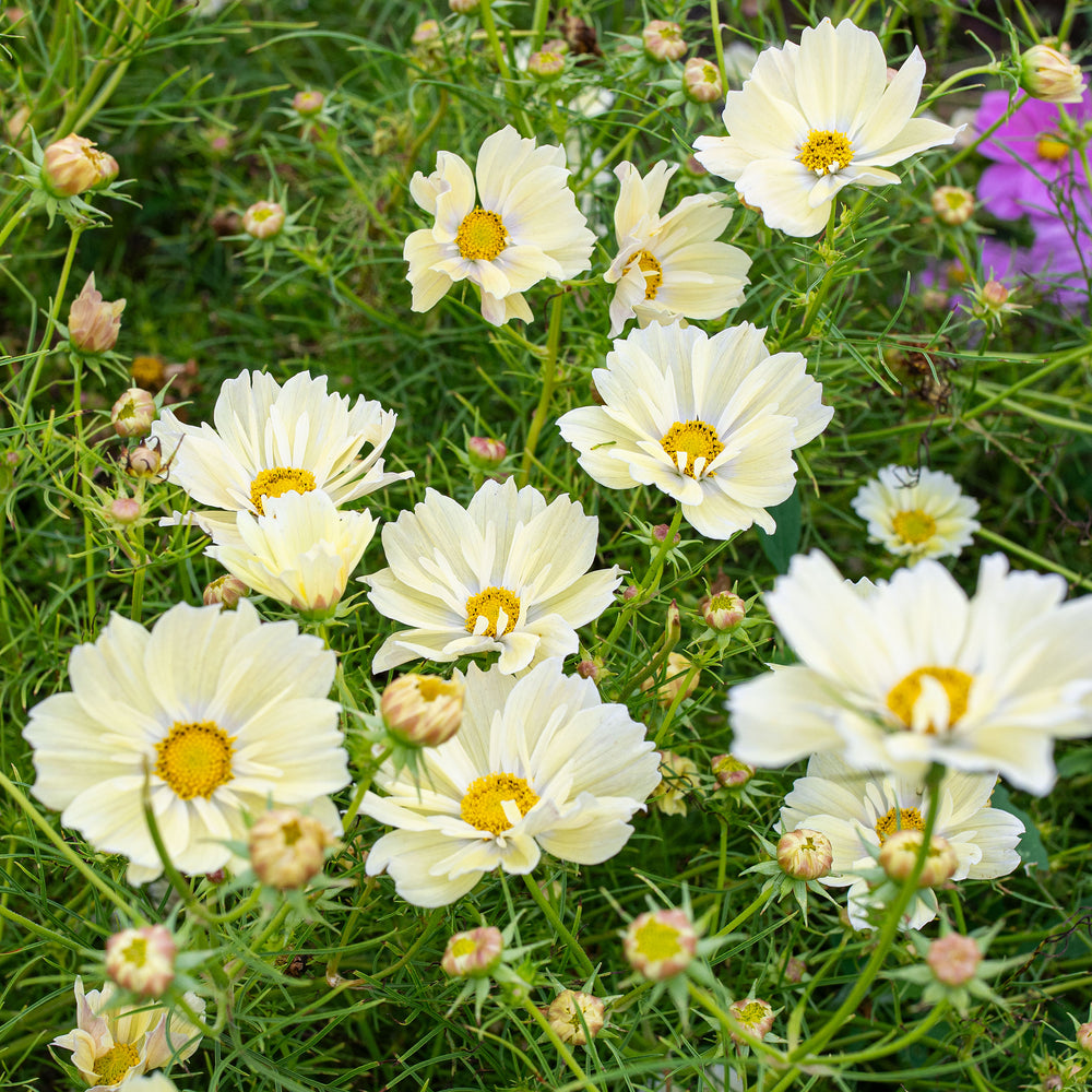 Whisper Pink and Dreamy Yellow Flowers