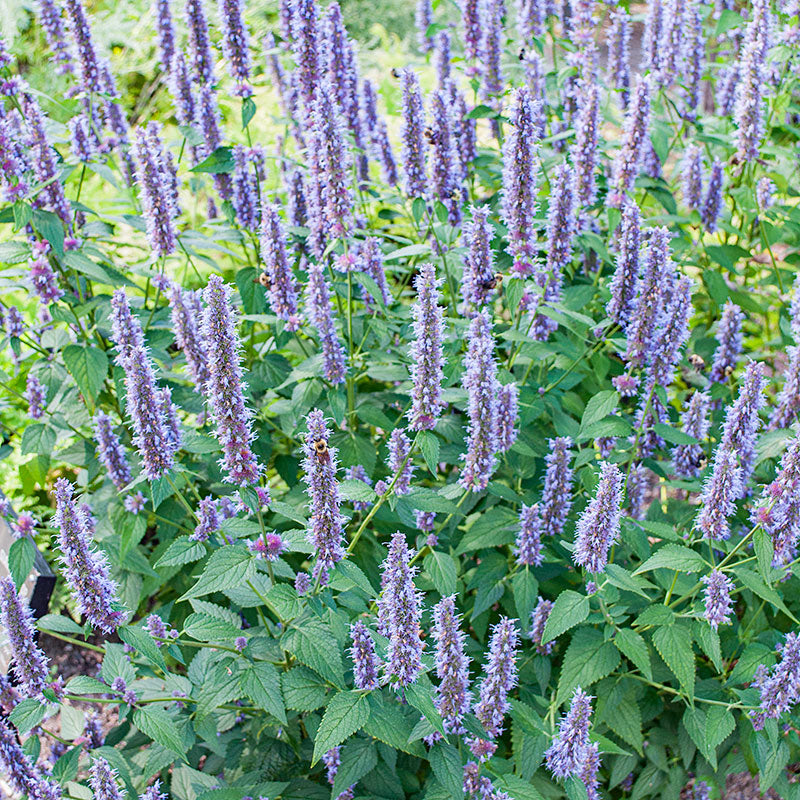 Agastache Seeds