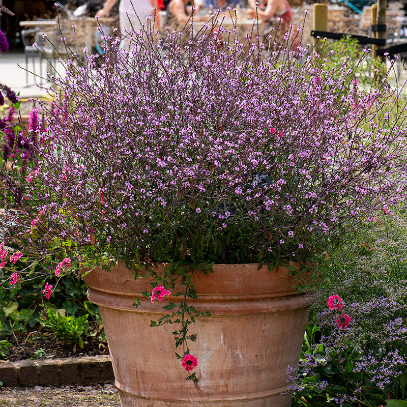 Seeds for Container Planting