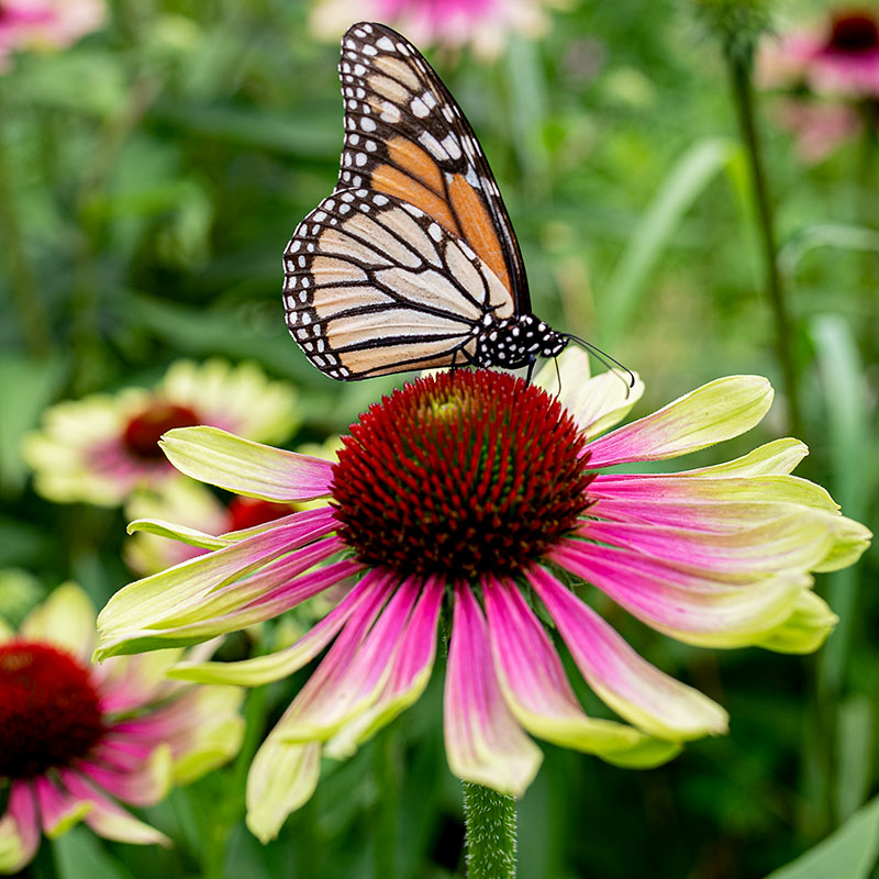 Perennial Seeds