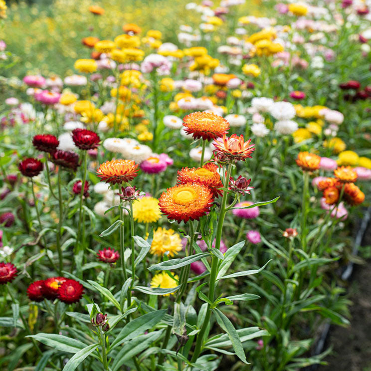 Strawflower Seeds