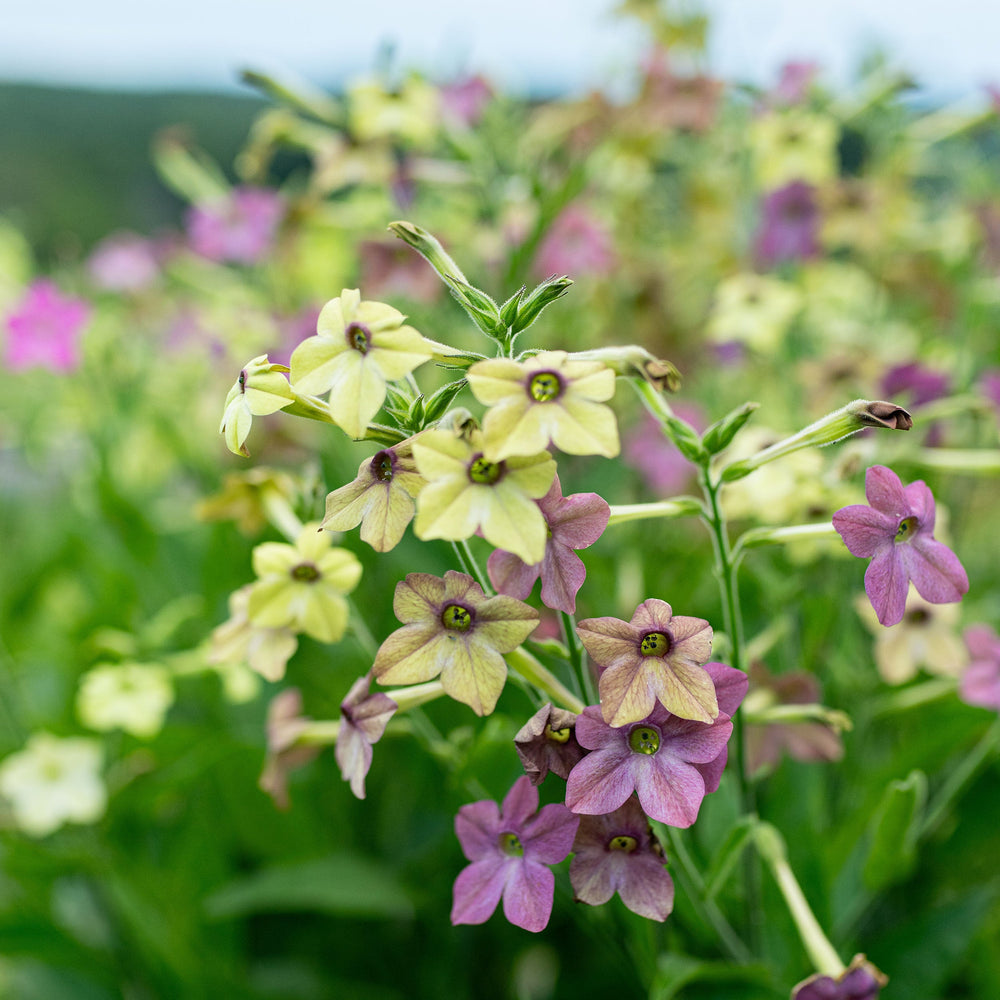 Tobacco Seeds