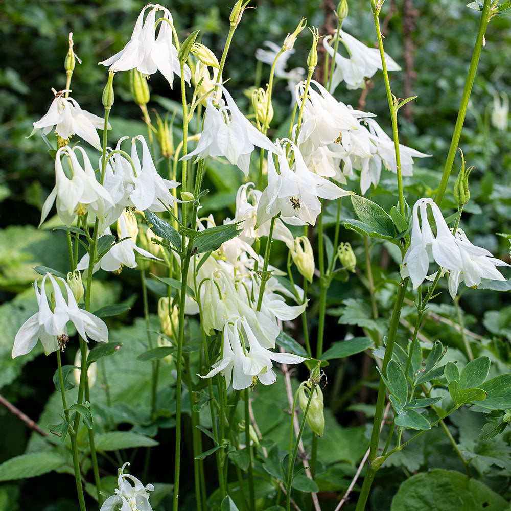 Columbine Seeds