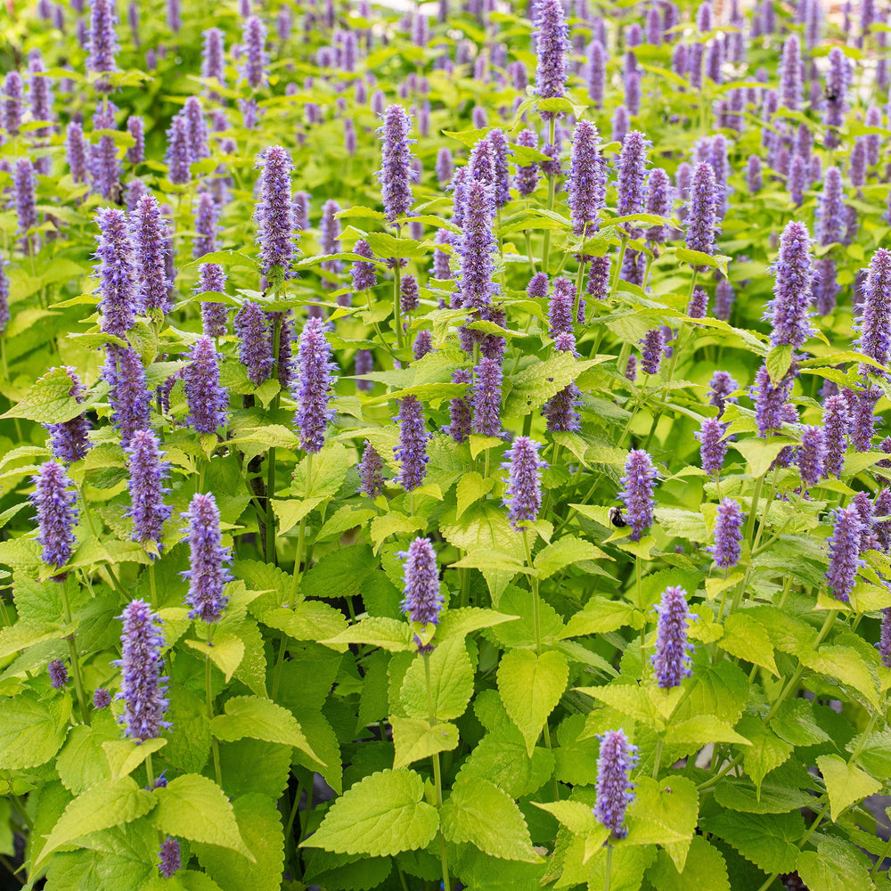 Agastache Seeds & Plants