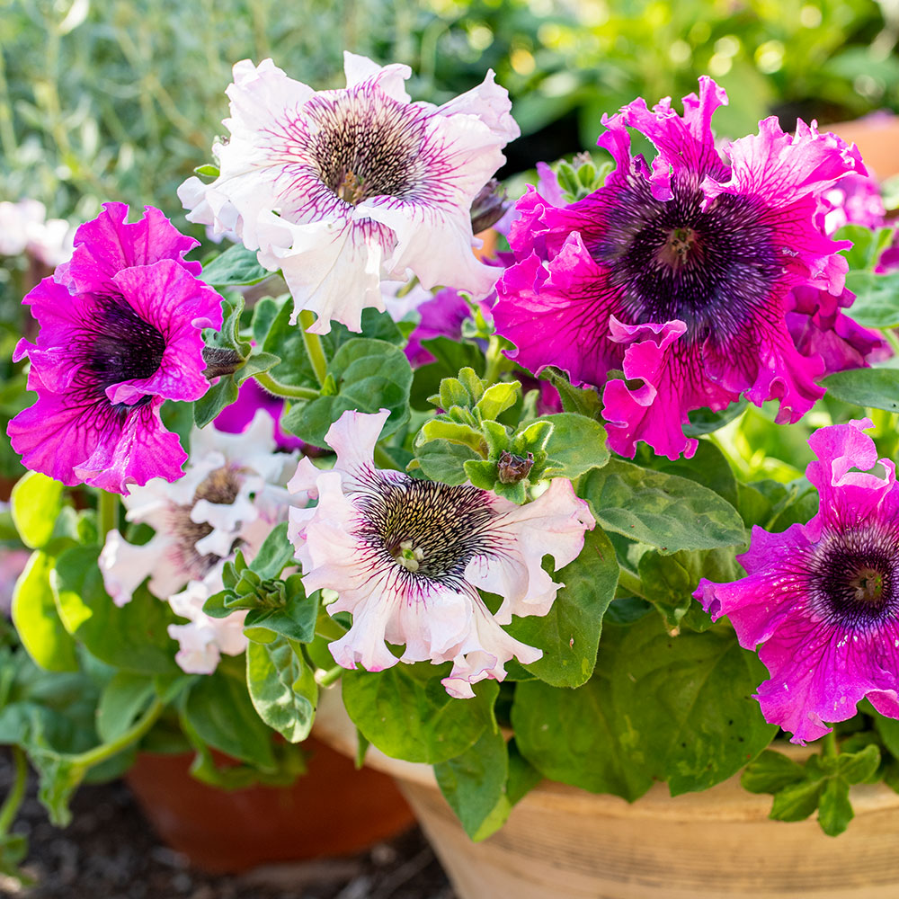 Petunia Seeds