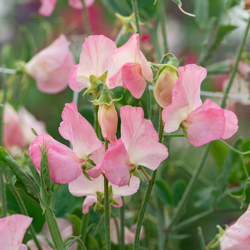 Sweet Peas