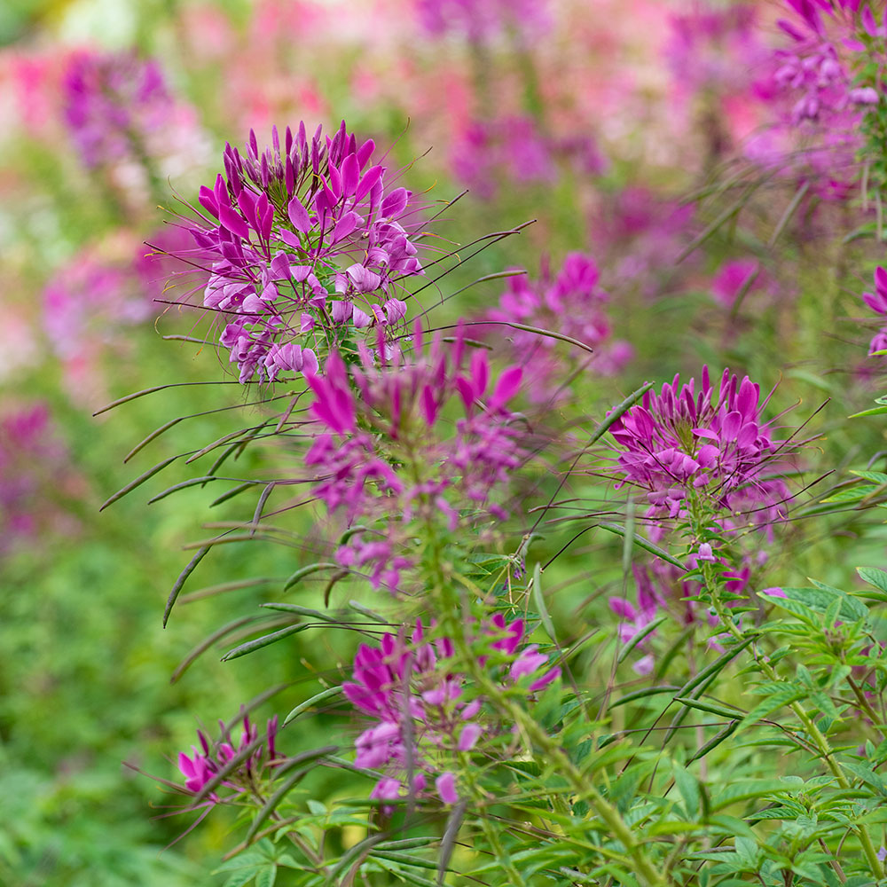 Cleome Seeds
