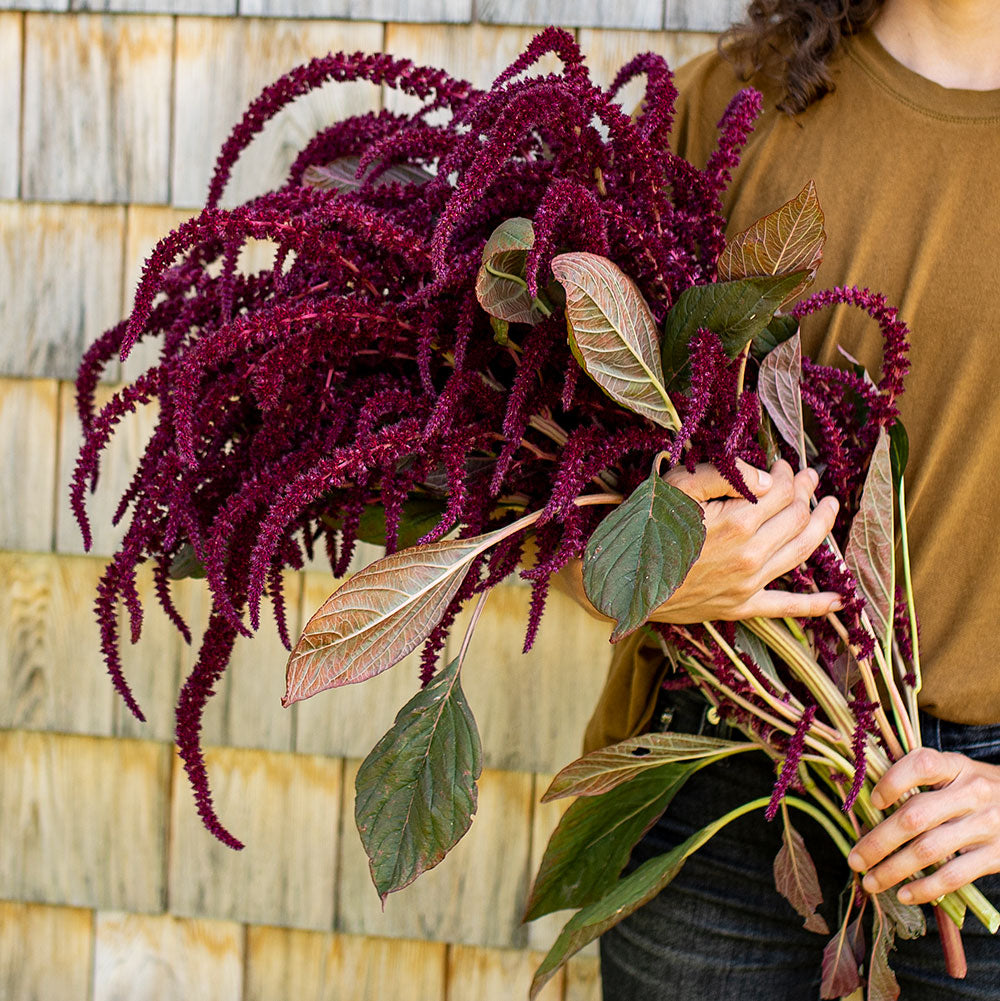 Amaranth Seeds