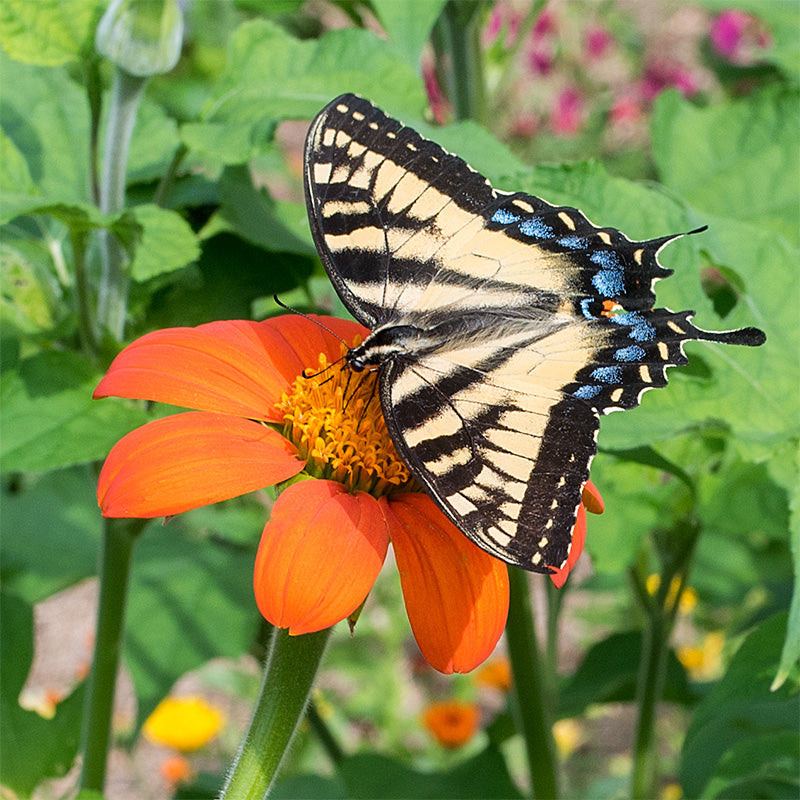 Pollinator-friendly Seeds