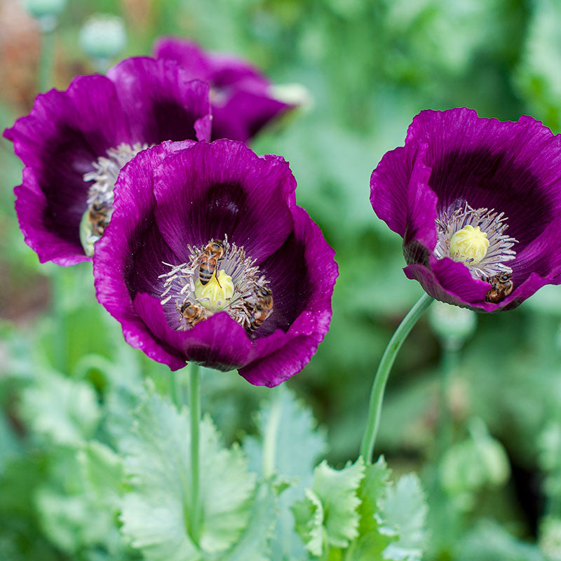 Poppy Annual Plants