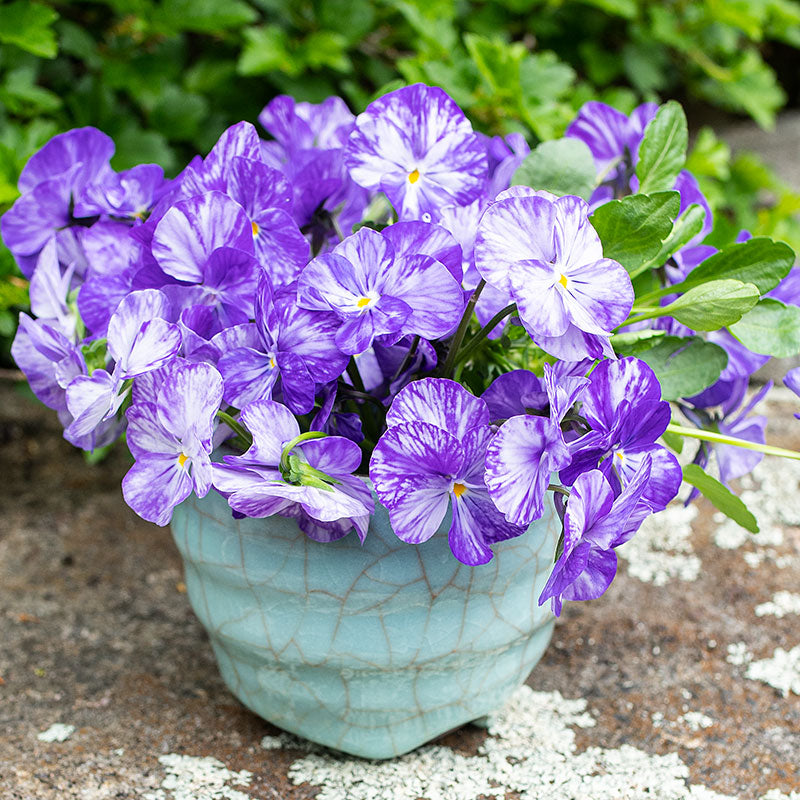 Viola Plants