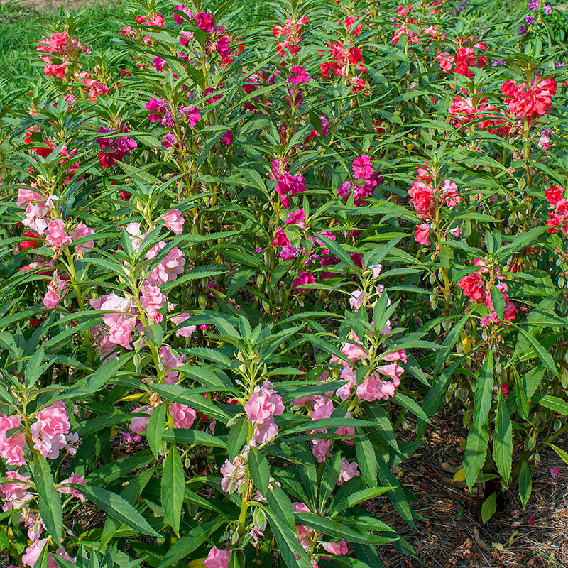 Balsam Seeds
