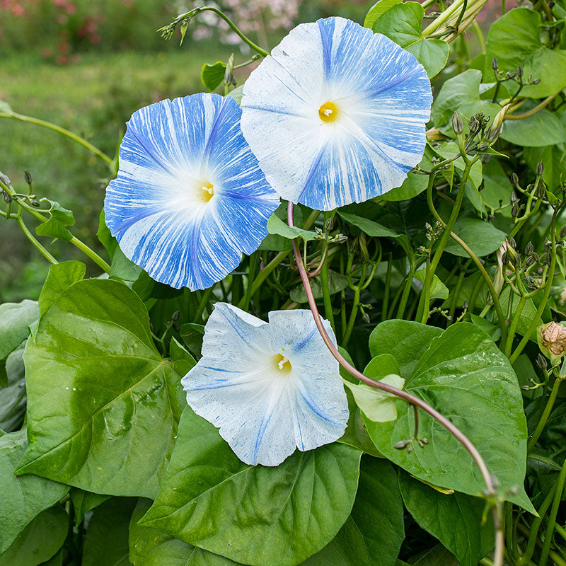 Morning Glory Seeds