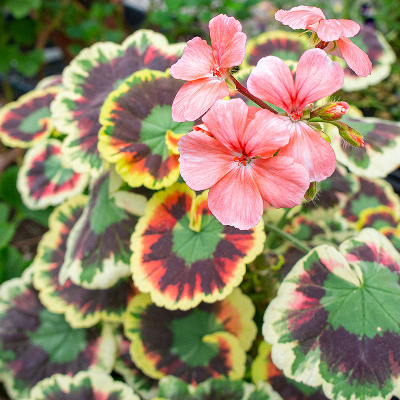 Geranium Plants