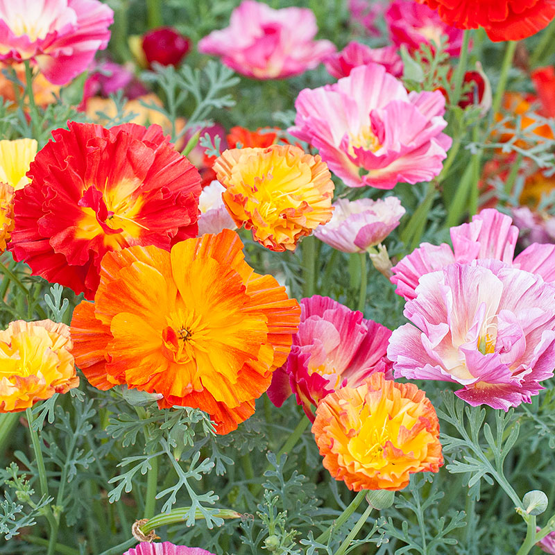 California Poppy Seeds