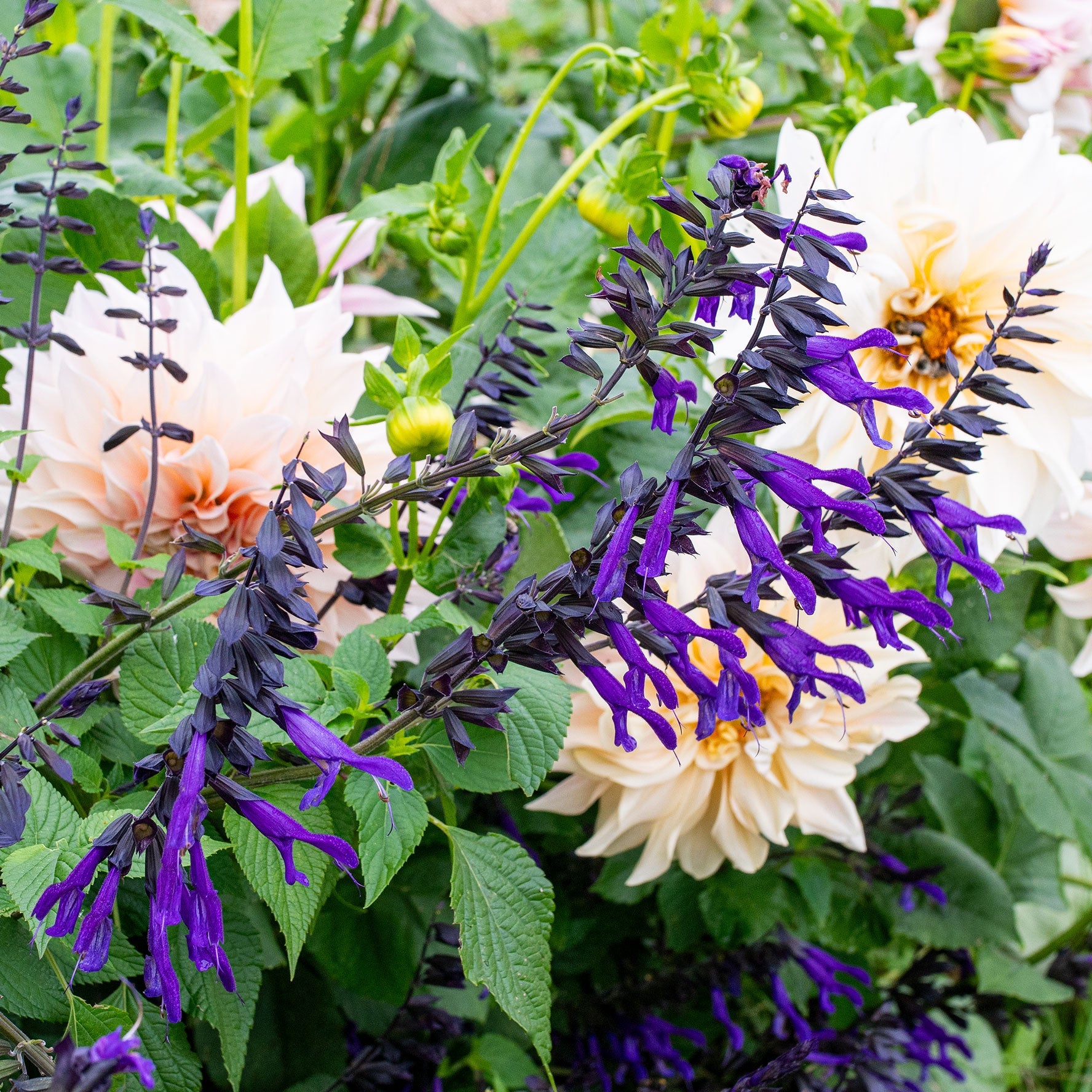 Salvia Annual Plants