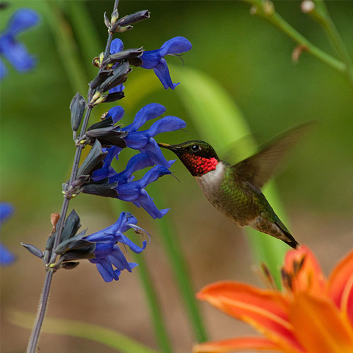 Salvia Annual Plants