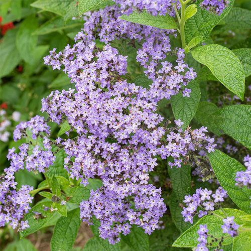 Heliotrope Plants