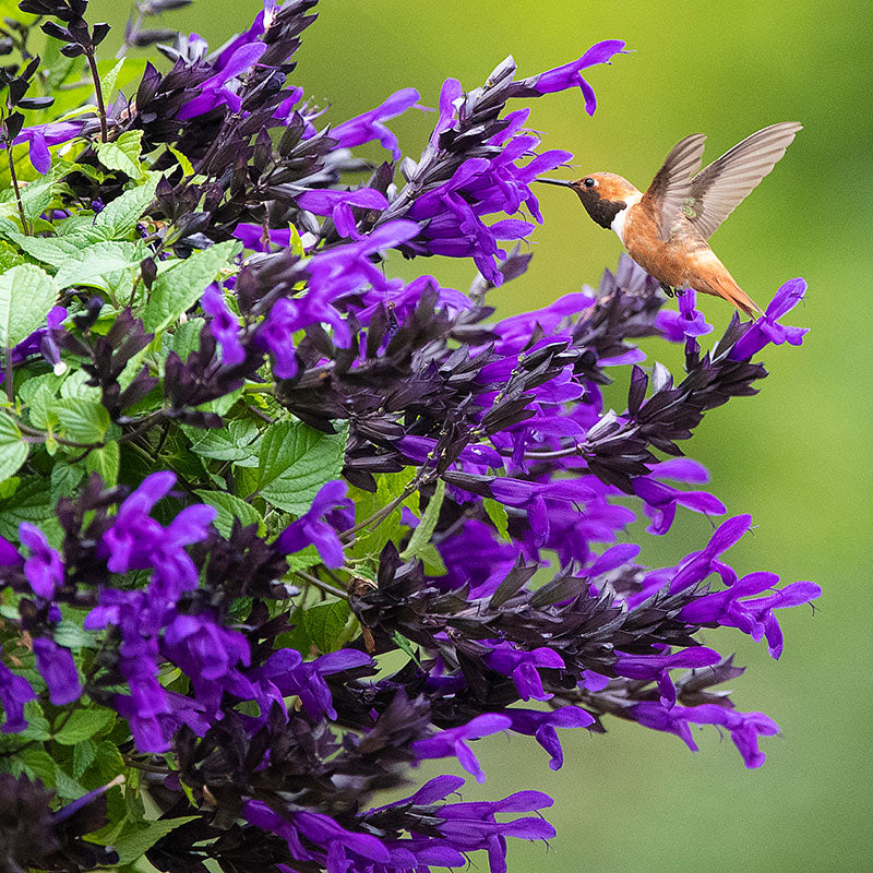 Plants for Hummingbirds