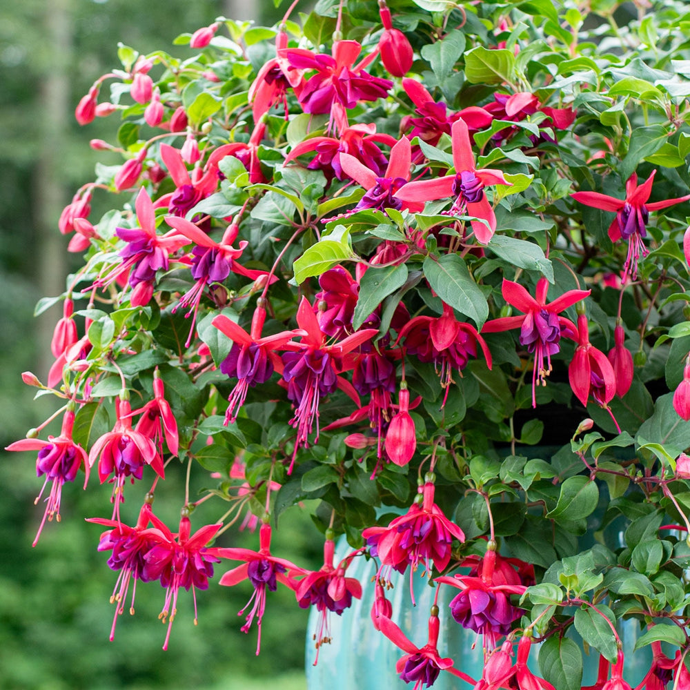 Sultry to Sizzling Red Flowers