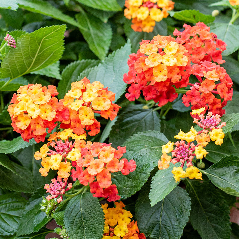 Lantana Plants