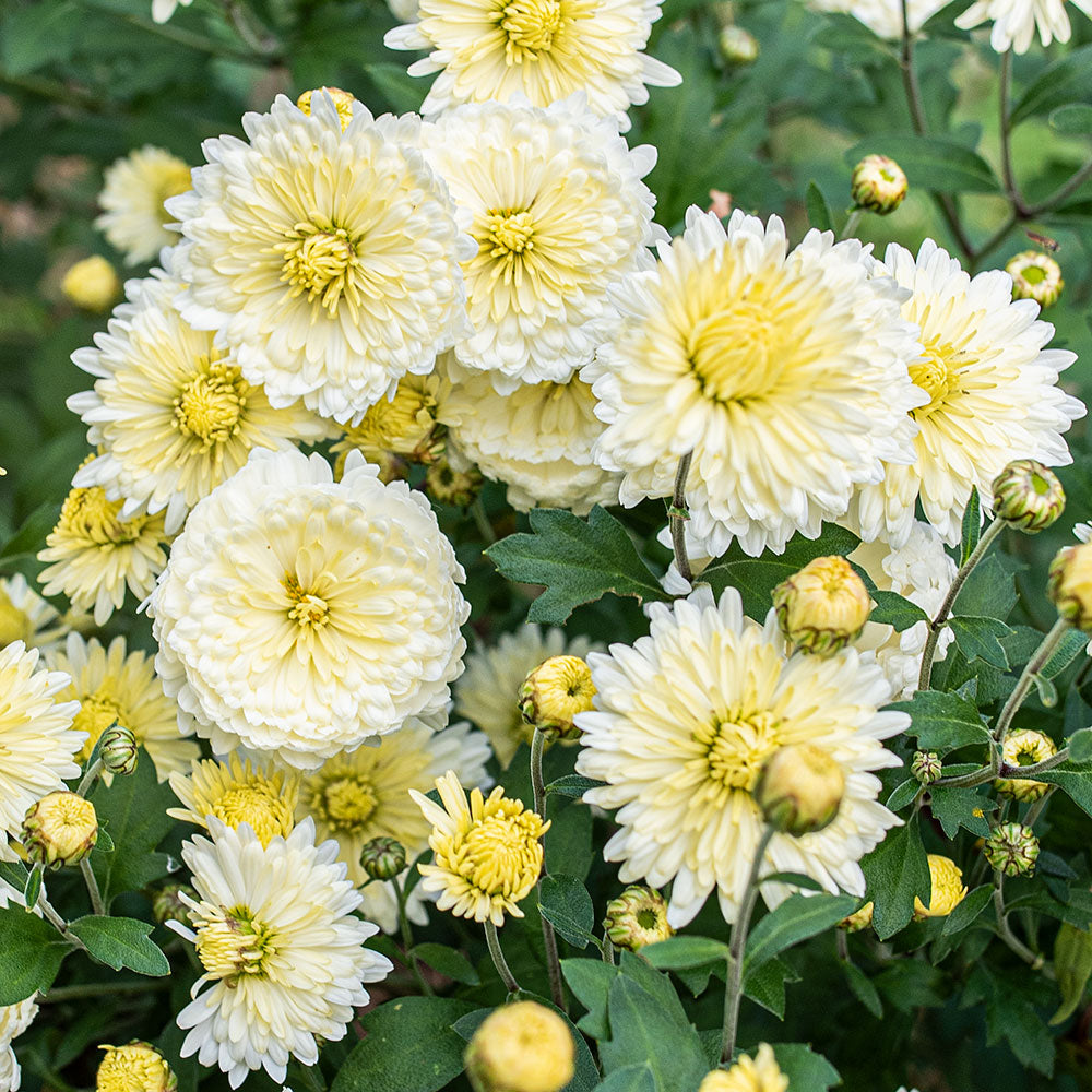 Chrysanthemum Plants